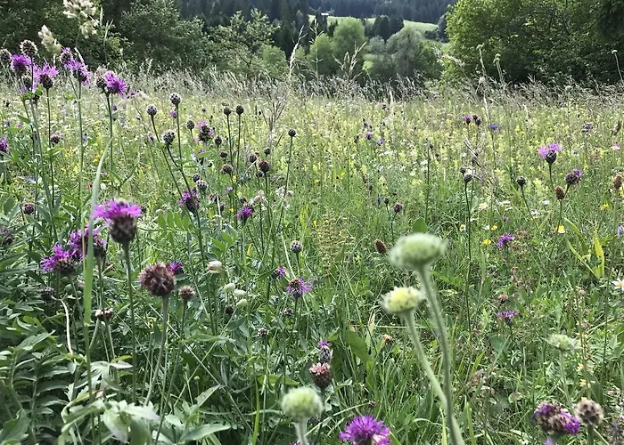 Mit Traumblick, Grossem Balkon Und Terrasse Laax